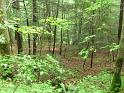 Hood's Branch Trail (7)